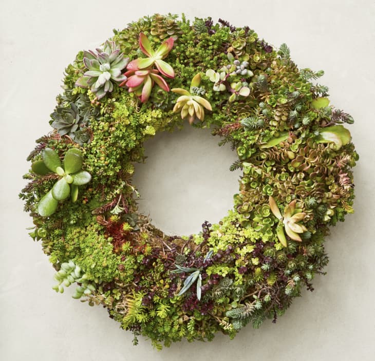 14" Succulent Live Wreath at Williams Sonoma