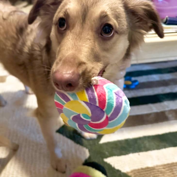 Franklin plays with BARK's Easter Lick-A-Lot Lollipop Plush Dog Toy from Target.