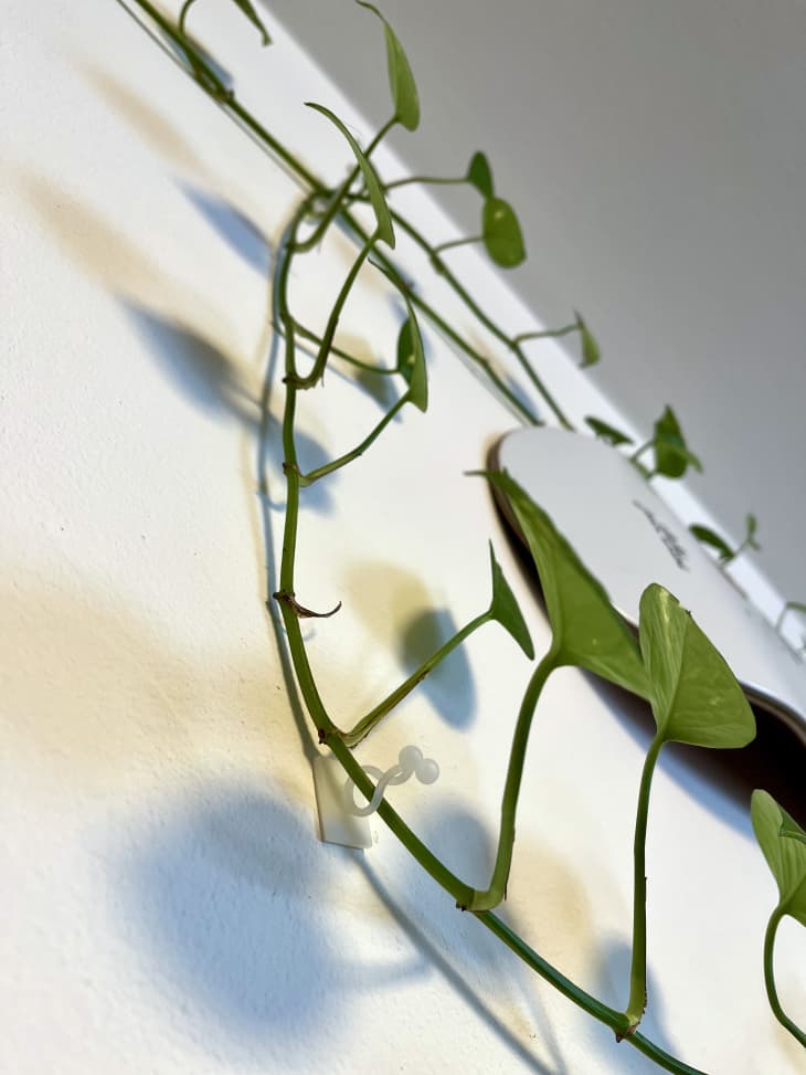Amazon plant vine hanging wall clips