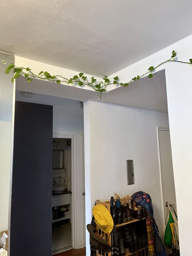 Amazon plant vine hanging wall clips