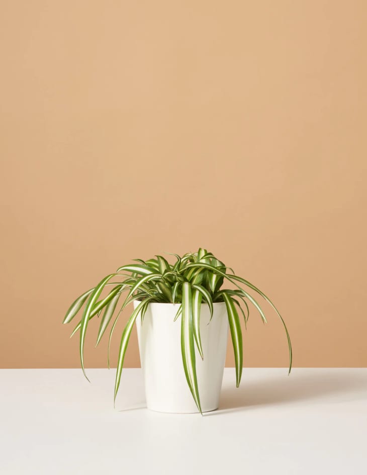 Product Image: Spider Plant