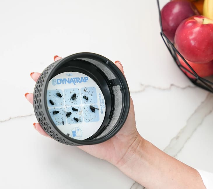 DynaTrap Fly and Insect Trap Review 2023 The Kitchn