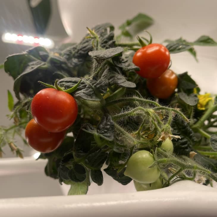 We Tested Lettuce Grow's Farmstand Nook — Here Are Our Thoughts The Kitchn