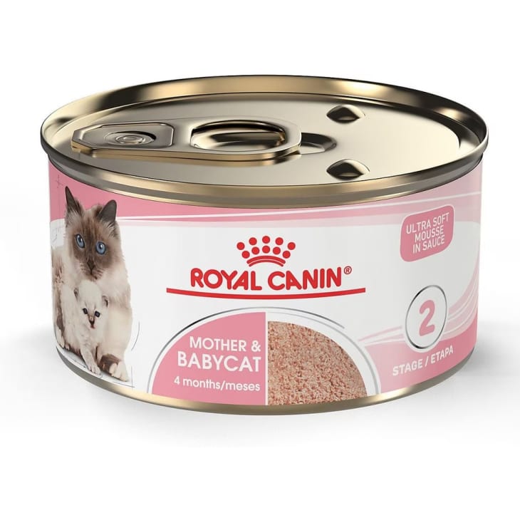 Best cat food for best sale nursing cat