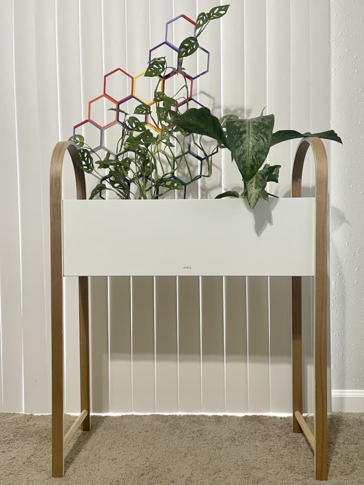 I Tried the Bellwood Planter from Umbra Here's My Review Apartment