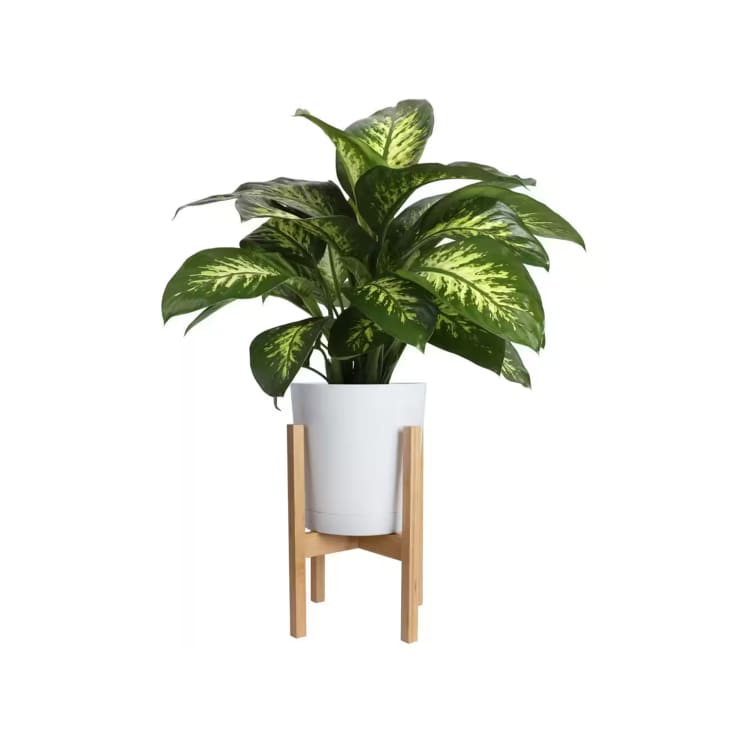 The Easiest Houseplants to Grow (Our Best Recommendations) | Apartment ...