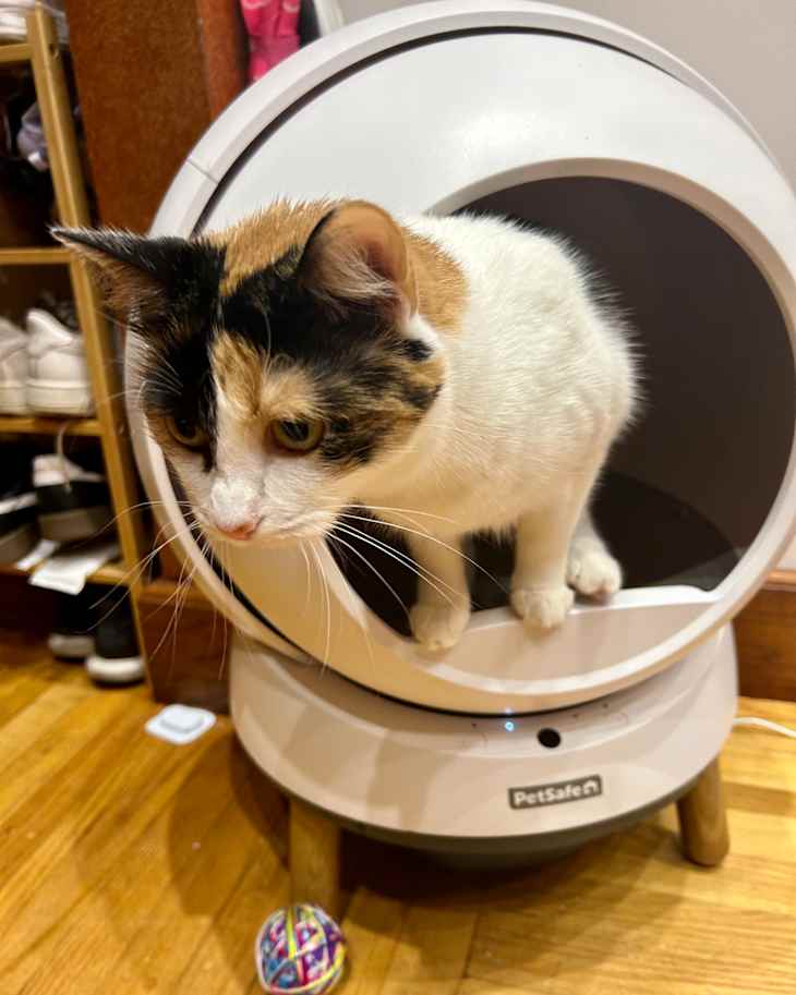I Tested PetSafe s Self Cleaning Litter Box Review Photos Apartment Therapy