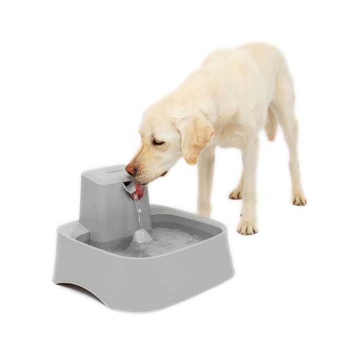 12 Best Pet Bowls 2023 Elevated Ceramic Slow Feeding The Kitchn