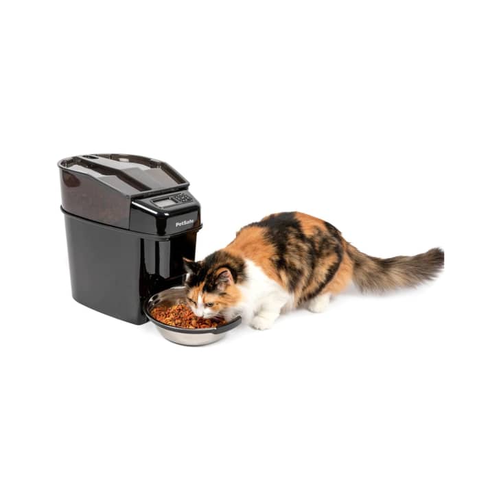Best Automatic Pet Feeders Walmart Amazon Chewy The Kitchn