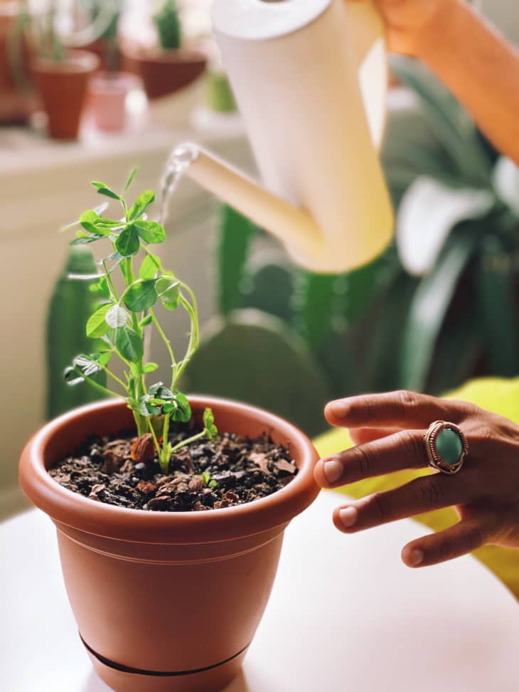 Potted Peanut Plant - Grow Your Own Goobers, Indoors/Out - Live Plant- 3.5  Pot 