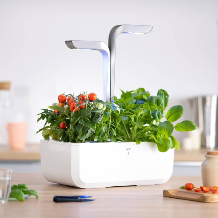 How to Successfully Grow Fresh Herbs Indoors — That You’ll Actually Use ...