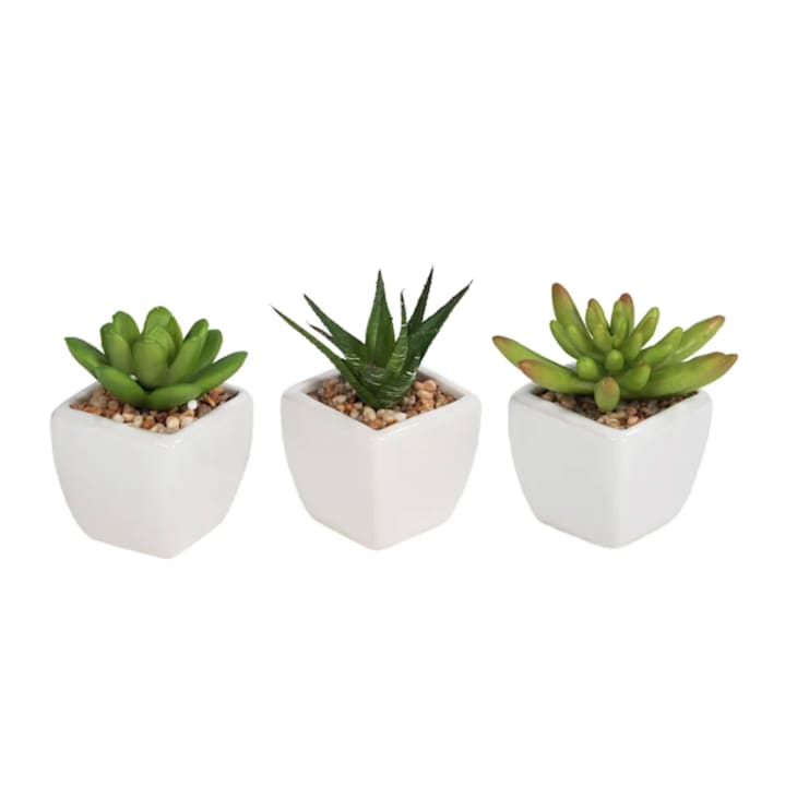 Product Image: Set of 3 Succulents in White Vase