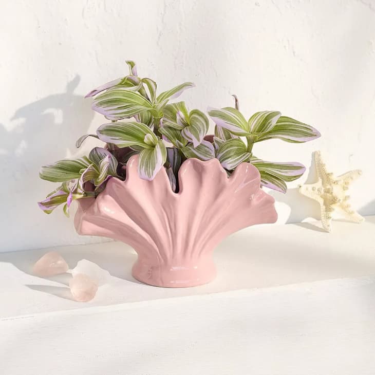 Product Image: Sonoma Goods For Life Shell Planter