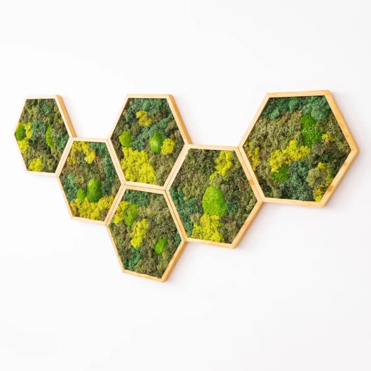 Product Image: Moss Hexagon Wall Panels