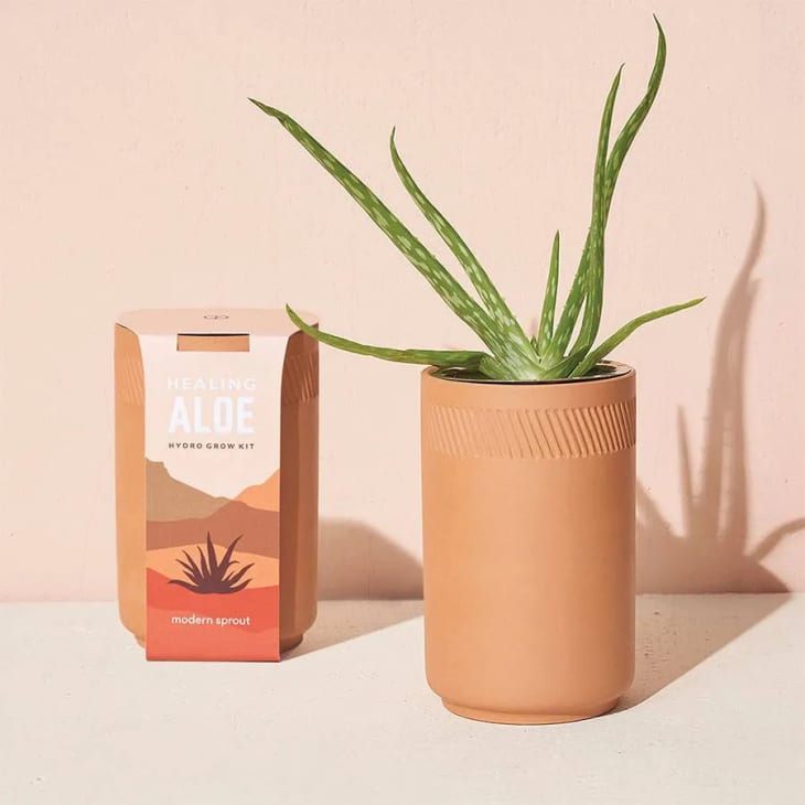 Soothing Aloe Terracotta Grow Kit at Bespoke Post
