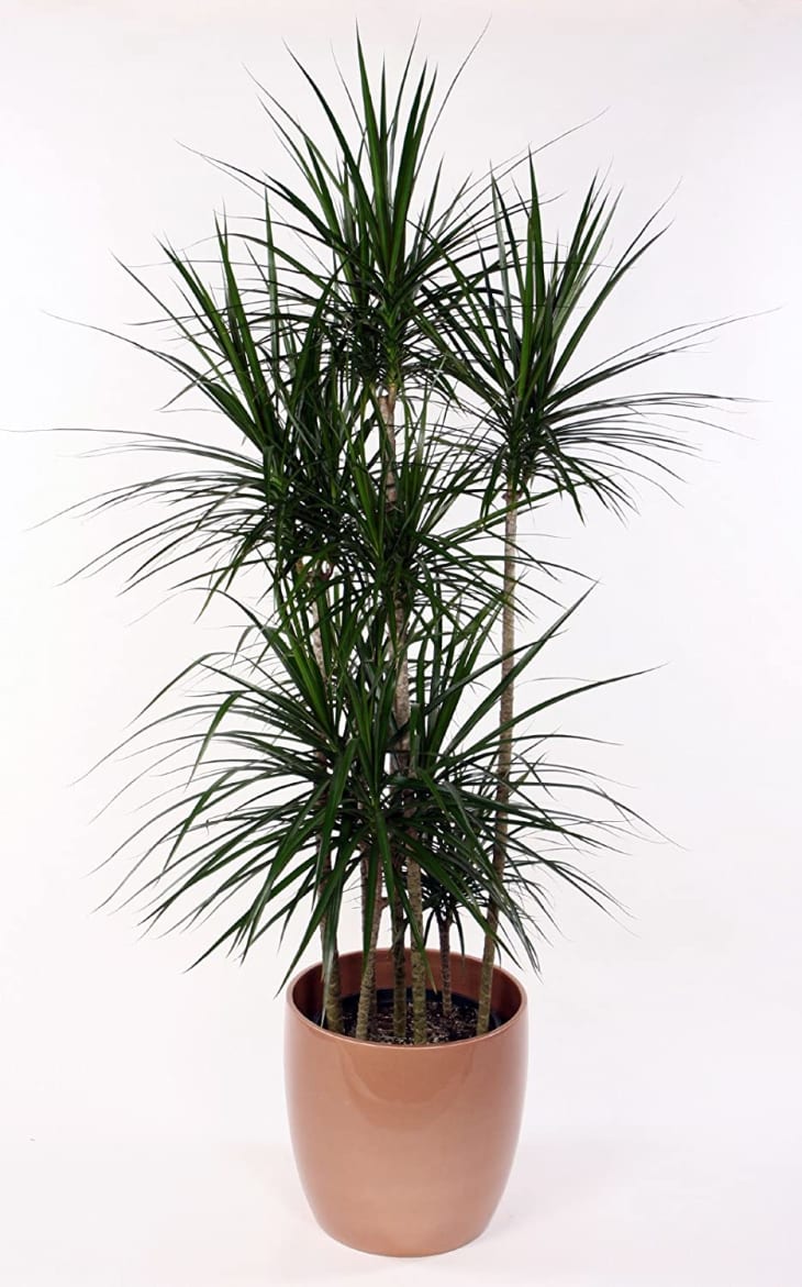 Madagascar Dragon Tree - Dracaena marginata - 4" Pot at Amazon