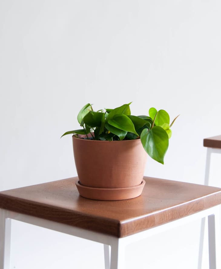 Product Image: Philodendron Heartleaf