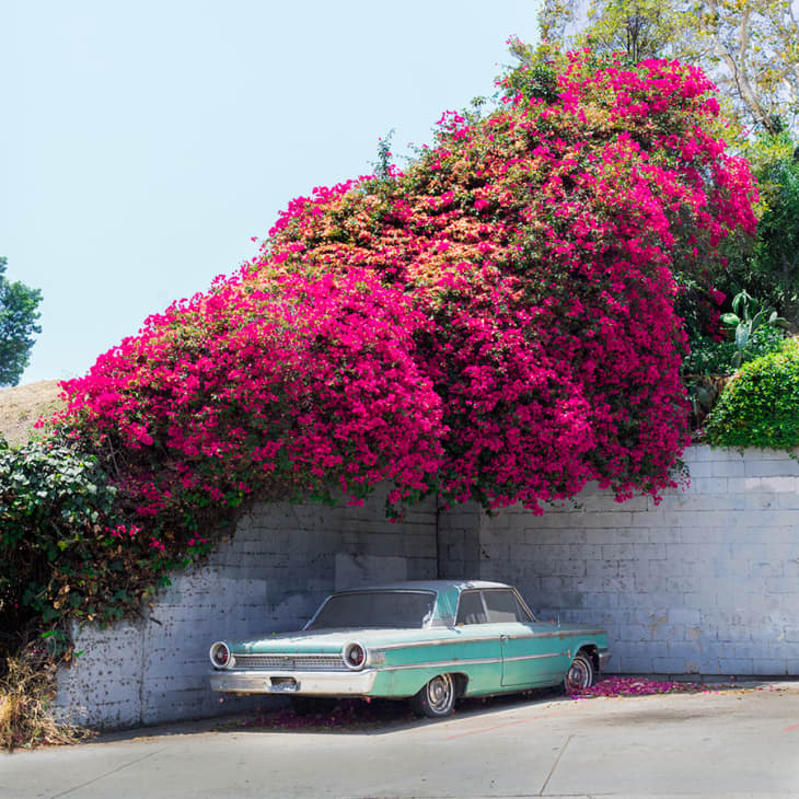 Product Image: Bougainvillea Galaxie