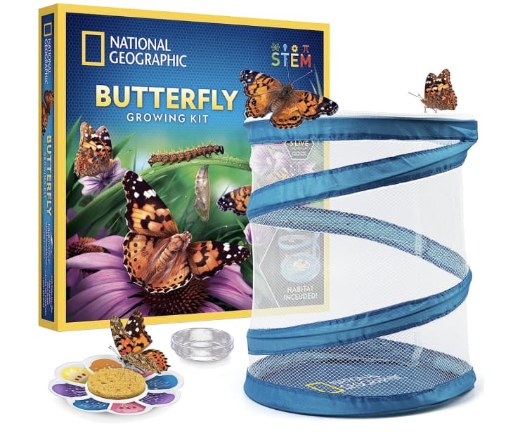 Product Image: National Geographic Butterfly Growing Kit