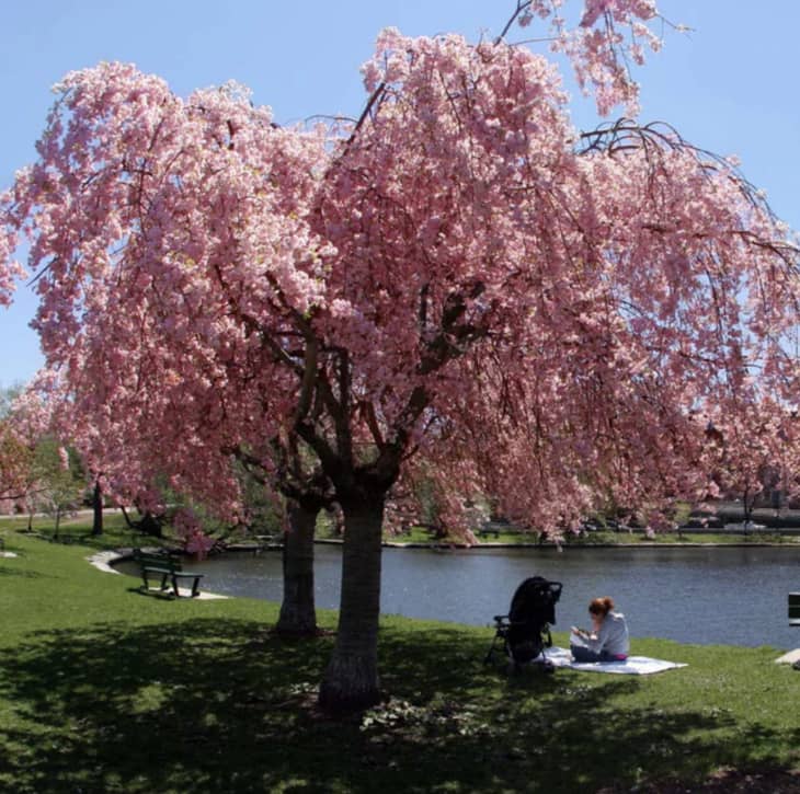 Product Image: Pink Weeping Cherry Tree, 4–5 ft.