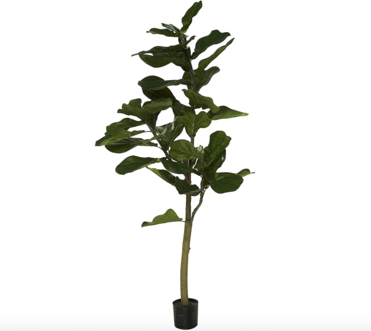 Product Image: 5' Faux Fiddle Leaf Tree in Starter Pot