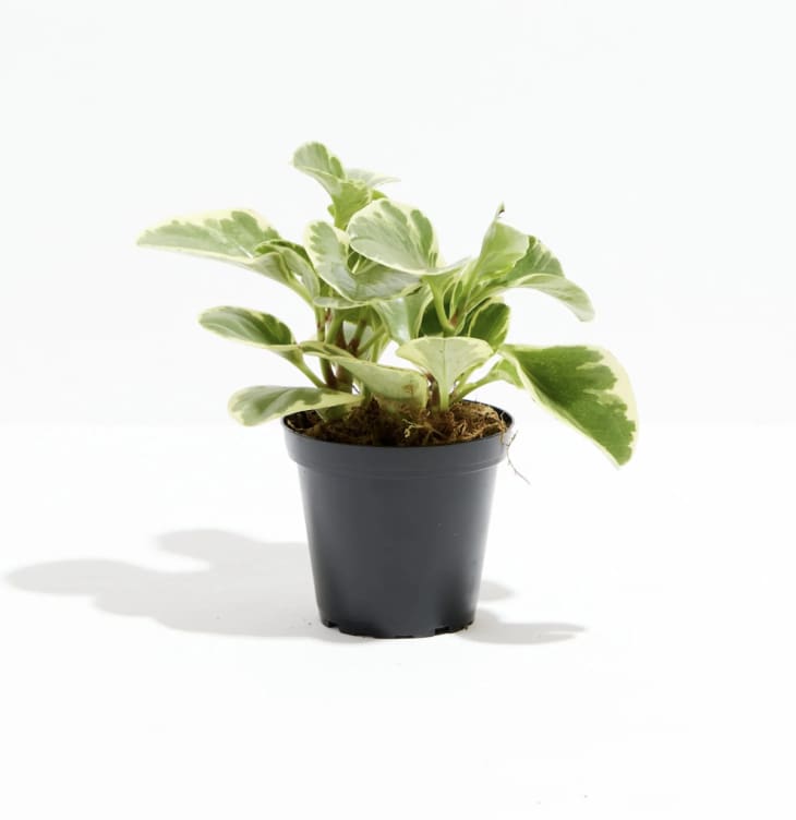 Product Image: Variegated Baby Rubber Plant (Peperomia), Small