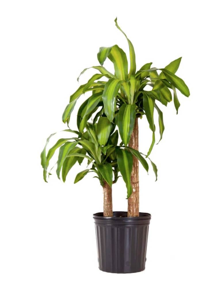 28 in. to 34 in. Tall Dracaena Mass Cane Corn Plant 2 Stem Plant in 9.25 in. Grower Pot at Home Depot