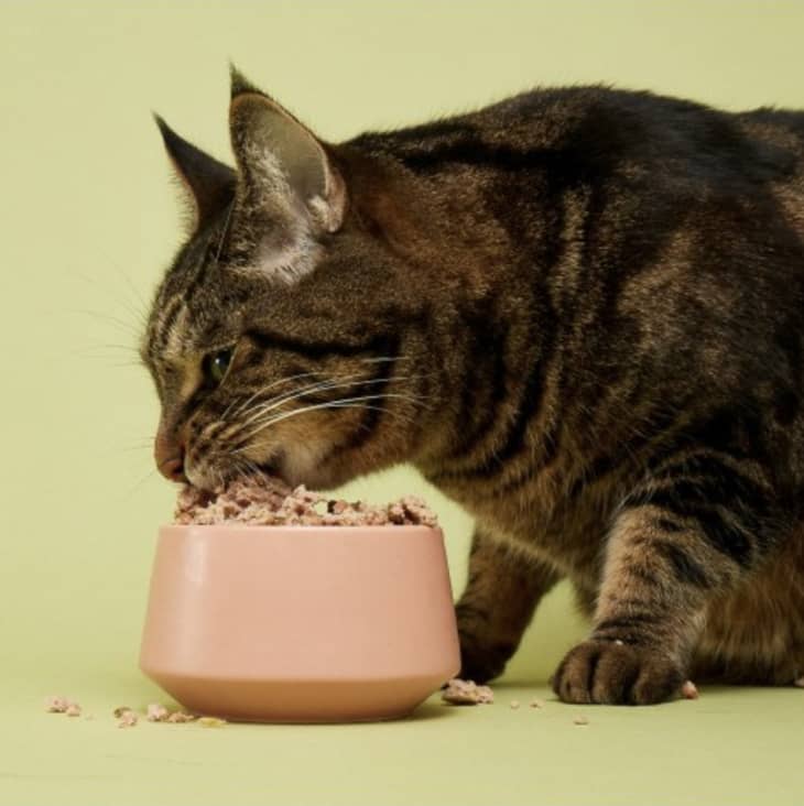 Smalls Human-Grade Fresh Cat Food Sampler at Smalls