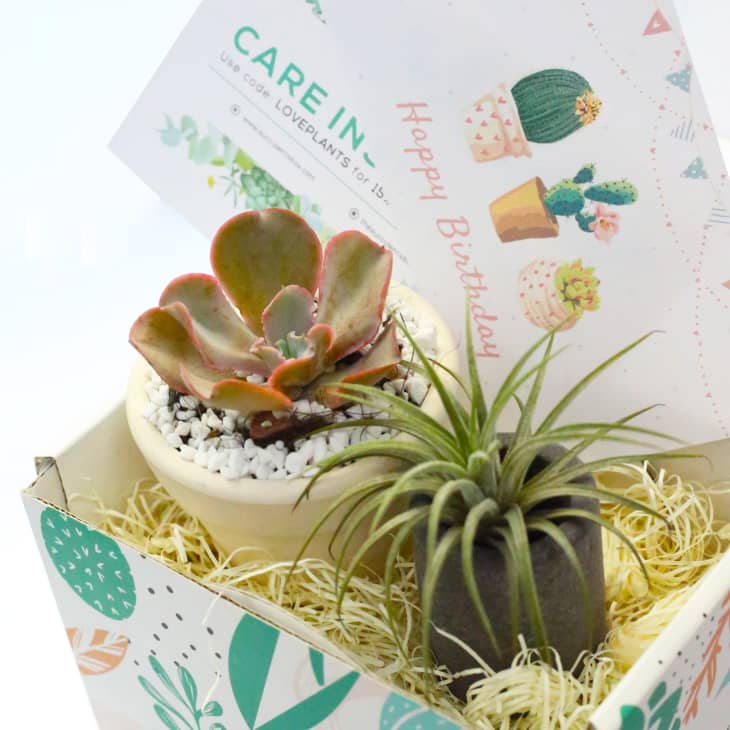 Gift Box -1 Airplant and 1 Succulent at Succulent Box