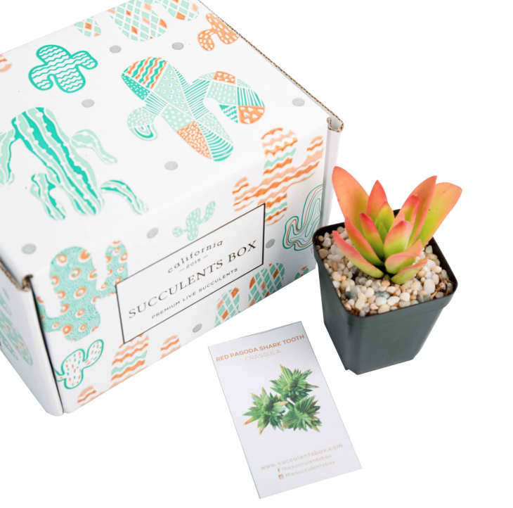 Product Image: 3-Succulent Subscription Box — 3 Months (3 boxes)