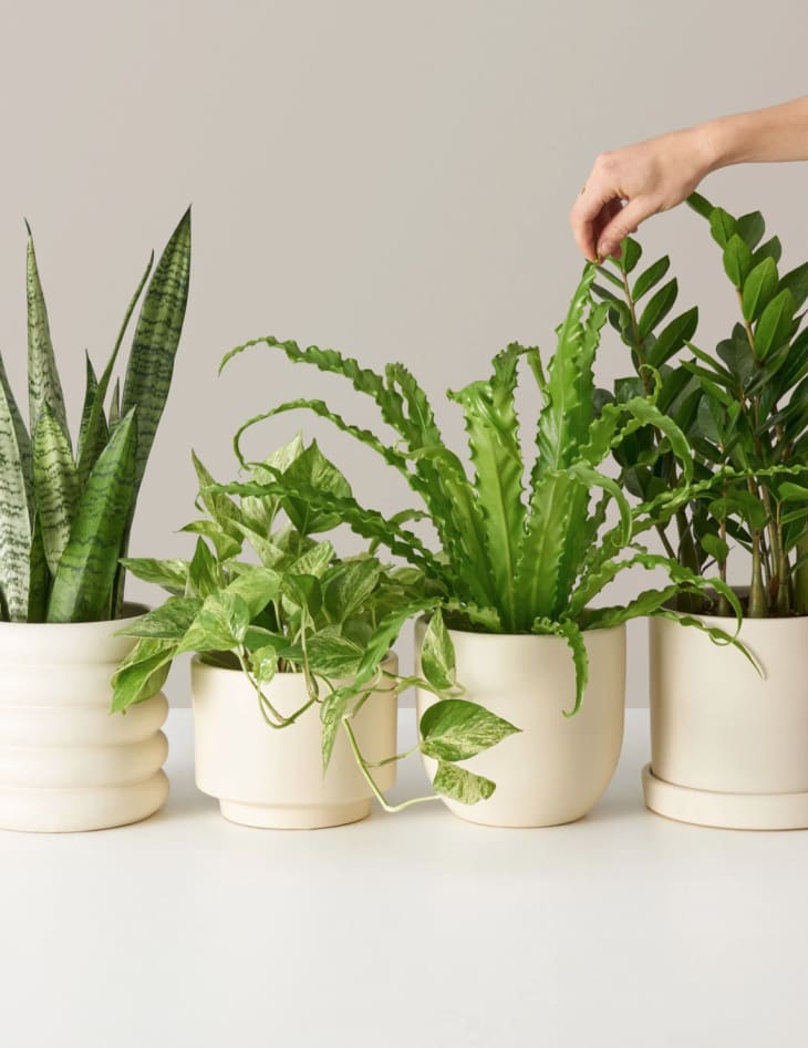 great gifts for plant lovers