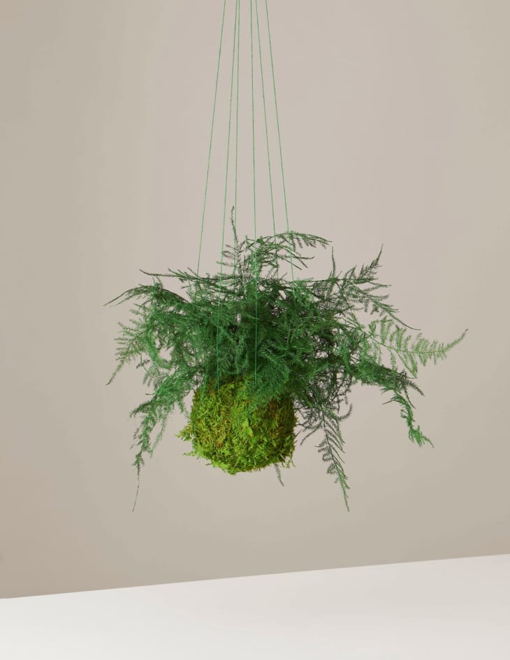 Preserved Fern Kokedama at The Sill