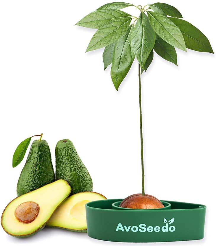 Product Image: AvoSeedo Avocado Tree Growing Kit