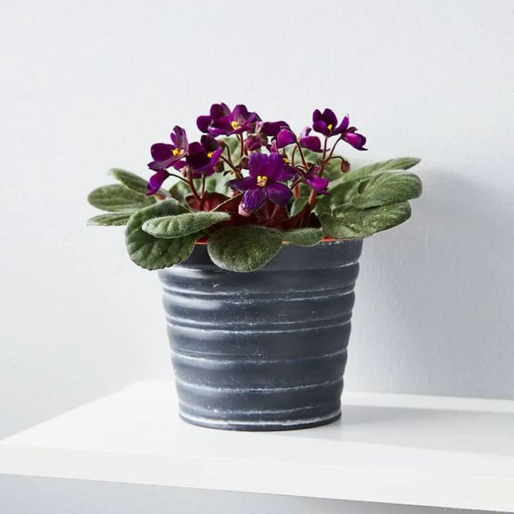 African Violets at Plants.com