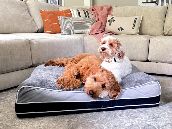 The Premium Rectangle Curved Pet Bed at Allswell