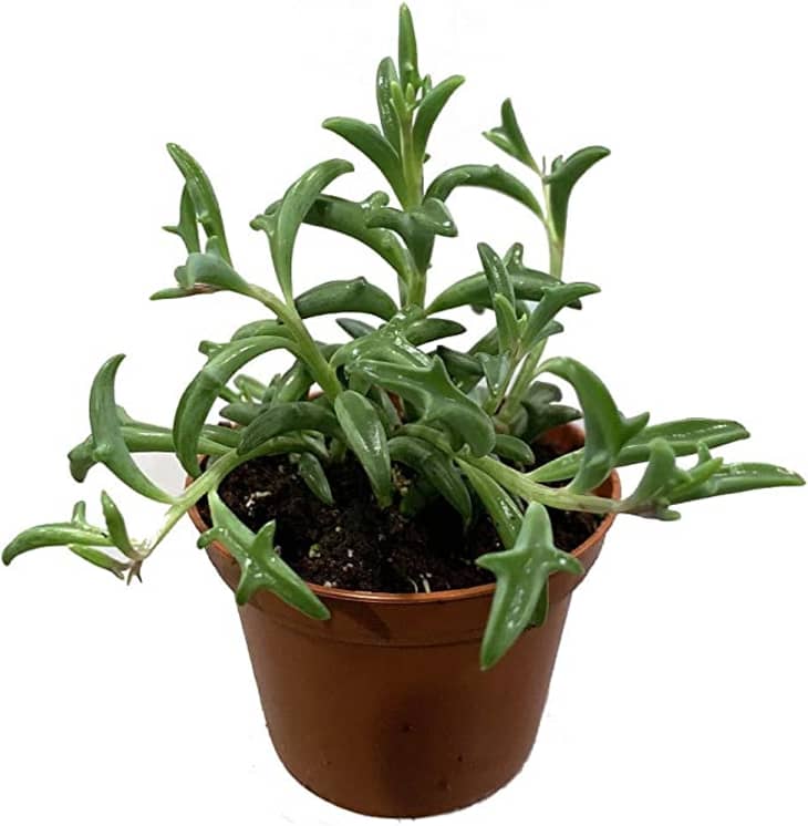 Product Image: String of Dolphins Succulent