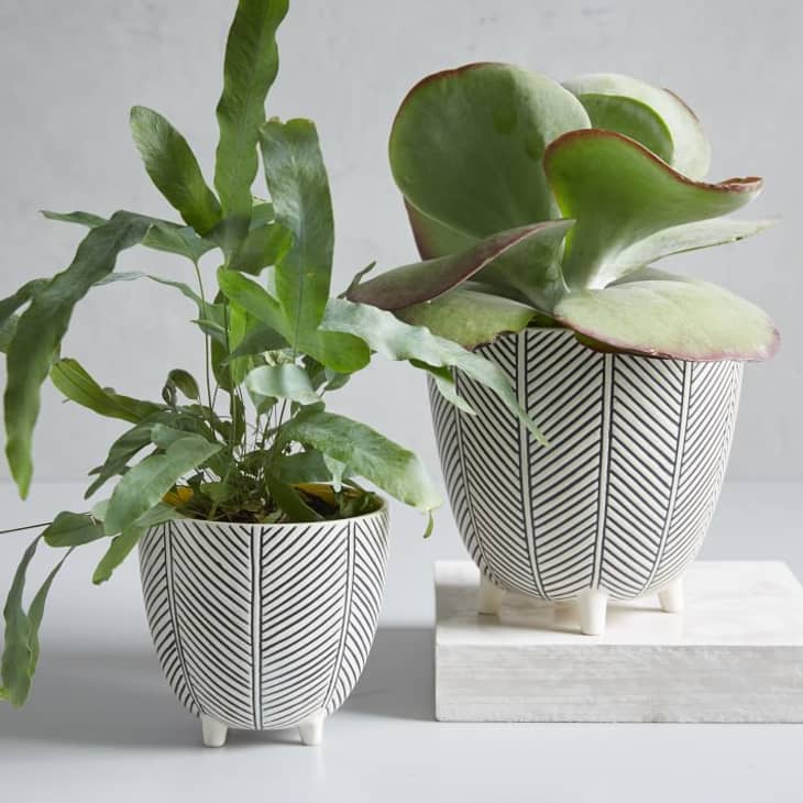 Art in the Forest Hand-Painted Cachepots — Herringbone at West Elm