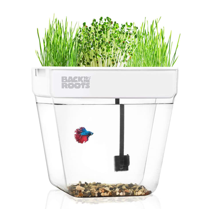 Product Image: Back to the Roots Water Garden