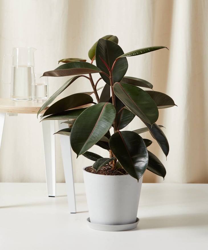 Product Image: Burgundy Rubber Tree