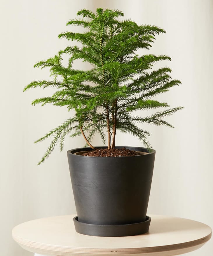 Product Image: Tabletop Norfolk Pine