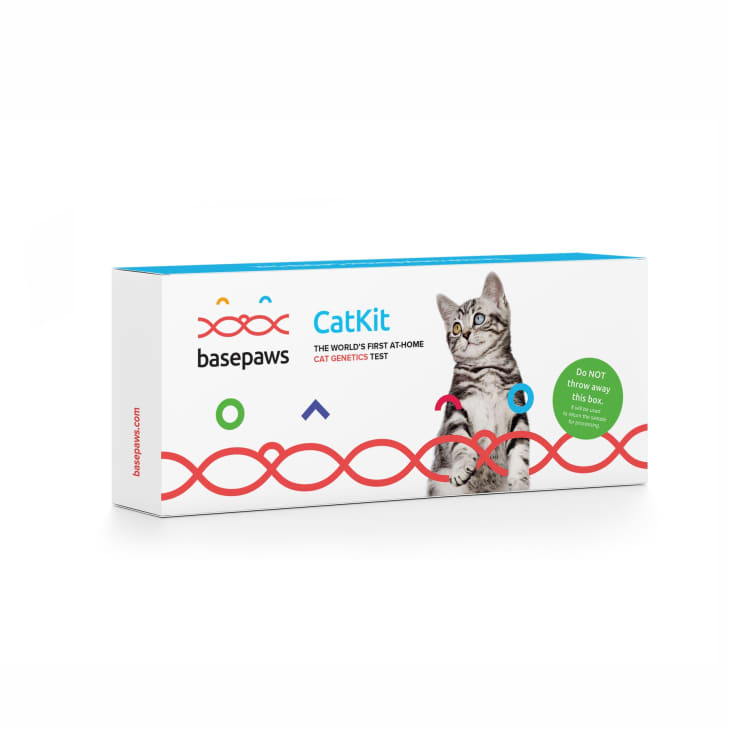 Product Image: Basepaws Breed and Health DNA Test