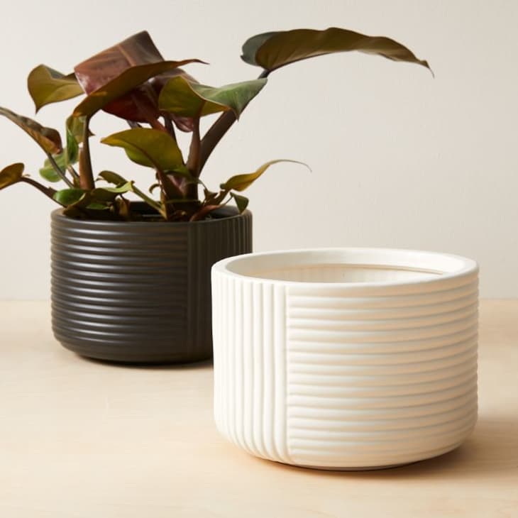 Cecilia Small Earthenware Tabletop Planter at West Elm