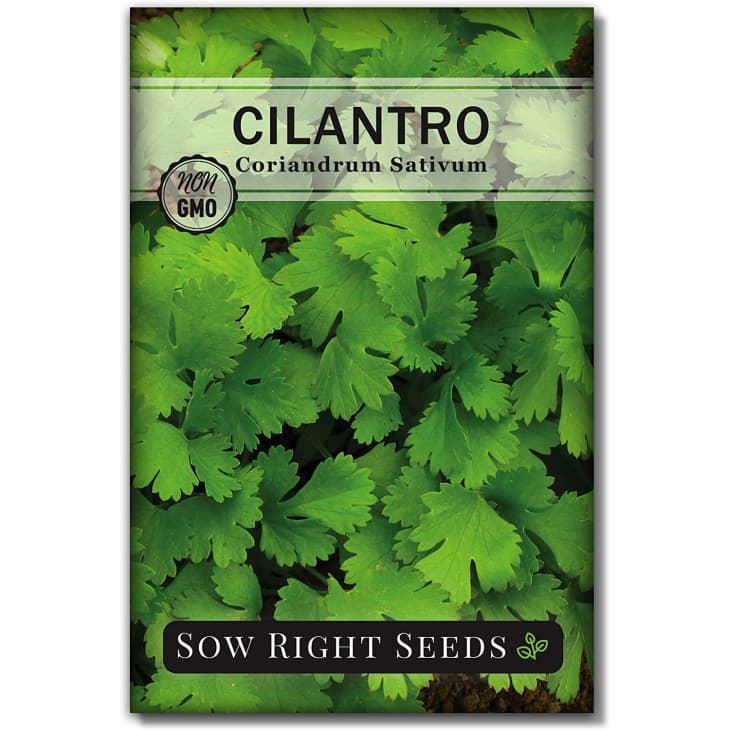Product Image: Cilantro Seeds
