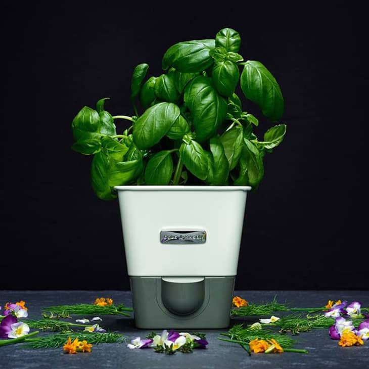 Product Image: Cole & Mason Self-Watering Potted Herb Keeper