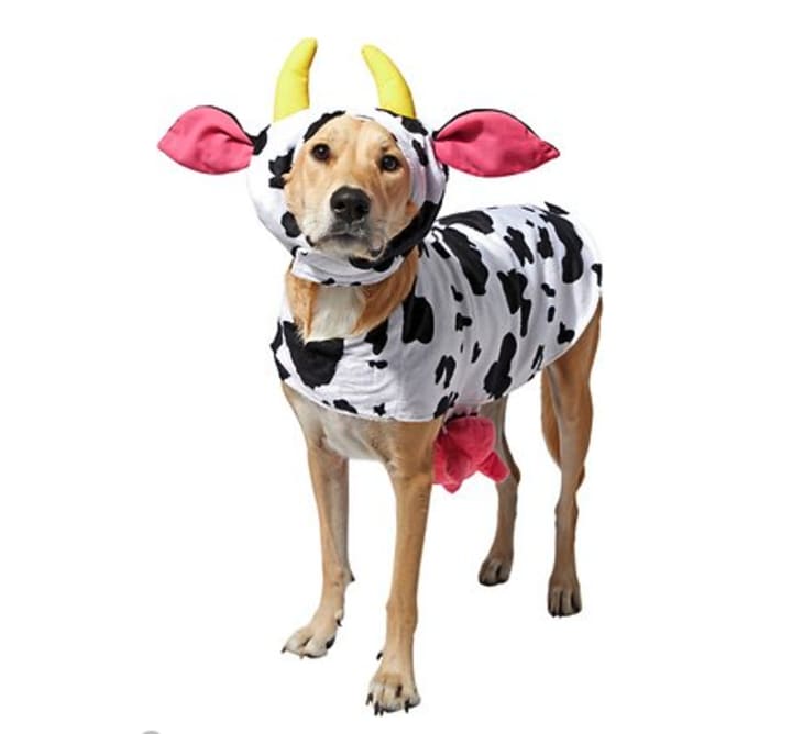 Frisco Happy Cow Dog & Cat Costume at Chewy