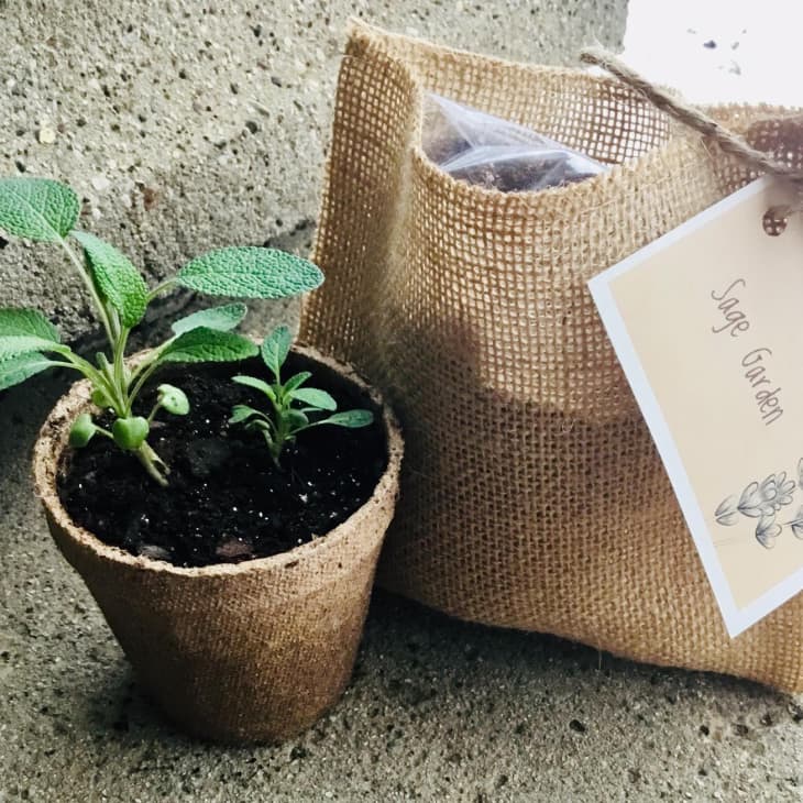 DIY Indoor Herb Garden Kit at Etsy