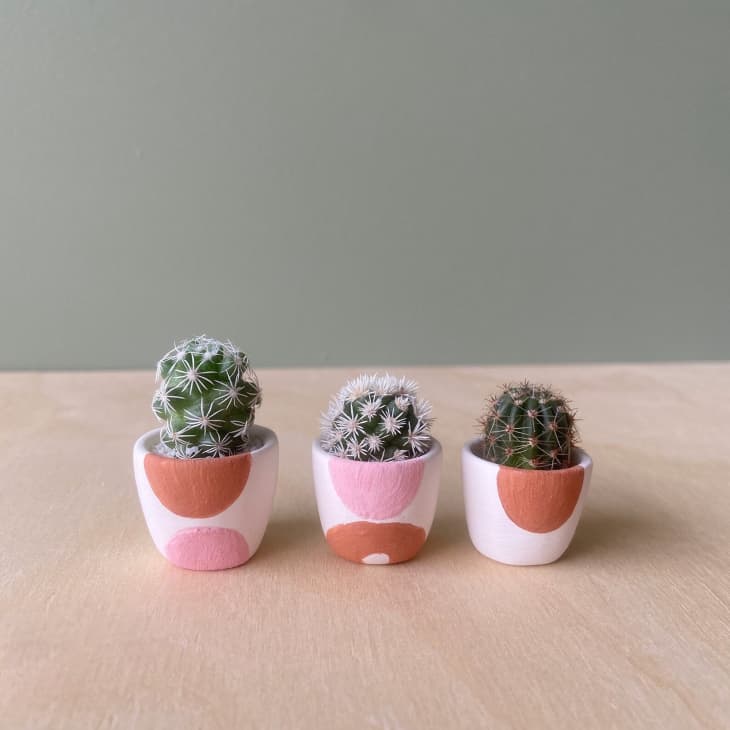 Product Image: Sonora Mini Cactus Kit