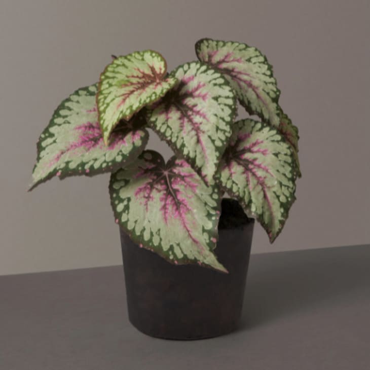 Product Image: The Sill Faux Rex Begonia Plant, Small