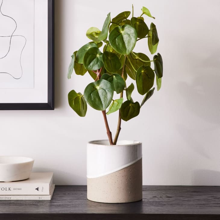 Faux Potted Pilea Peperomioides at West Elm
