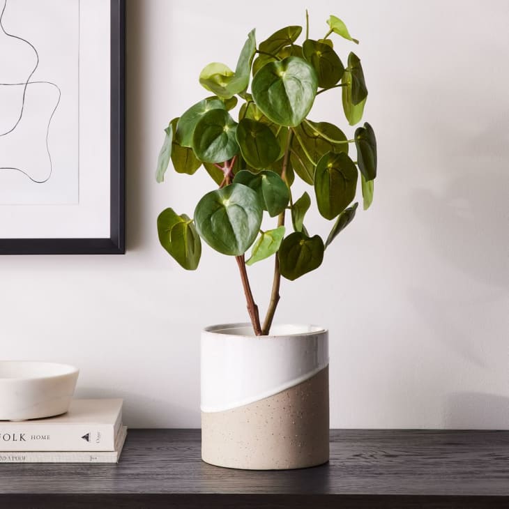 West Elm Faux Plant Sale: February 2022